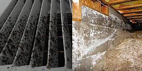 3 Bedroom Villa+Maid Odor Removal Dubai - Image 2