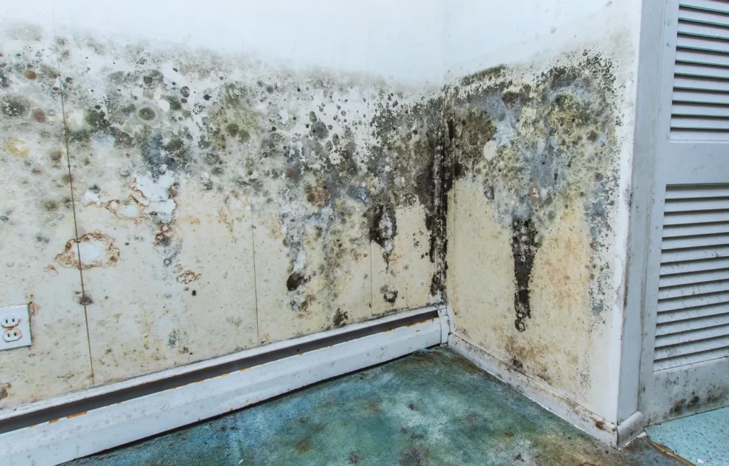 Basement Mold Cleaning Services