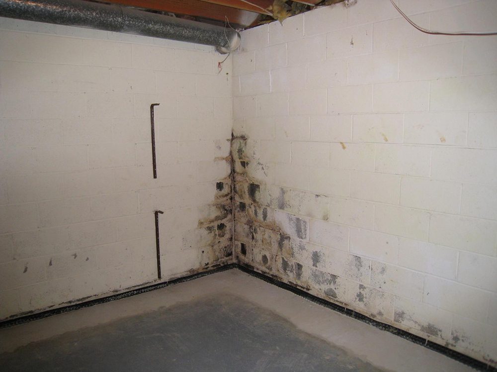 Basement Mold Cleaning Services