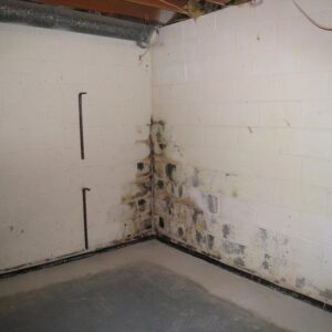 Basement Mold Cleaning Services