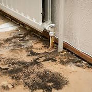 2 Bedroom+Maid Apartment Mold Removal Dubai