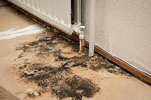 2 Bedroom+Maid Apartment Mold Removal Dubai