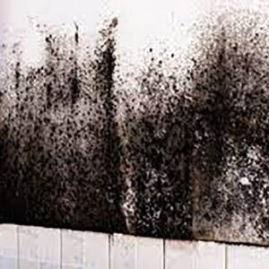 Studio Apartment Mold Removal Dubai