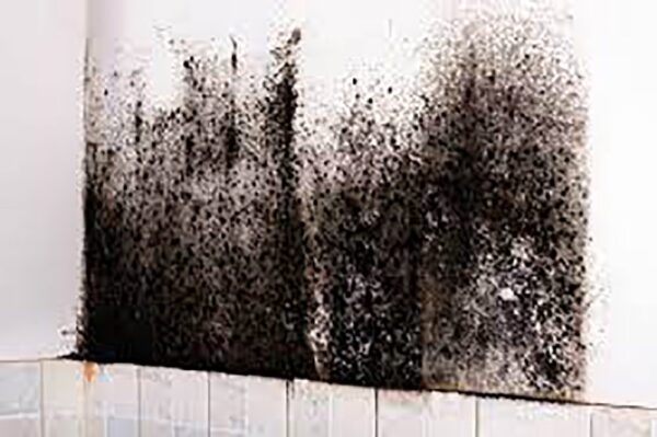 2 Bedroom Villa+Maid Mold Removal Dubai - Image 4
