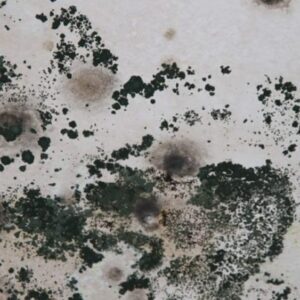 3 Bedroom Apartment Mold Removal Dubai