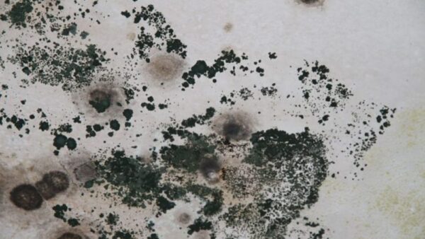 3 Bedroom Apartment Mold Removal Dubai