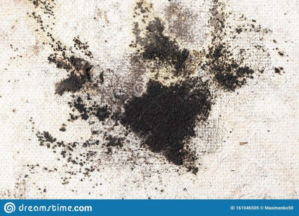 Studio Apartment Mold Removal Dubai - Image 2