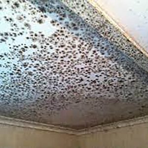 Mould Removal Dubai