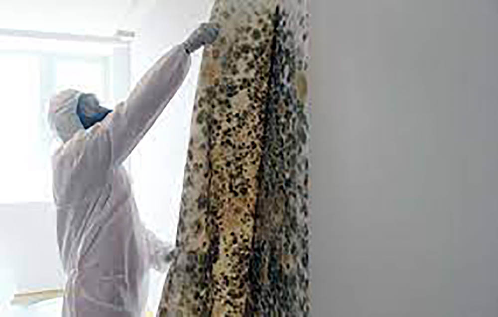 Mould Removal Dubai