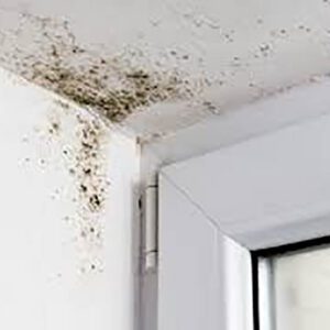 Mould Removal Dubai