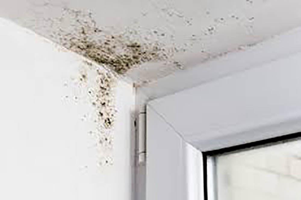 Mould Removal Dubai