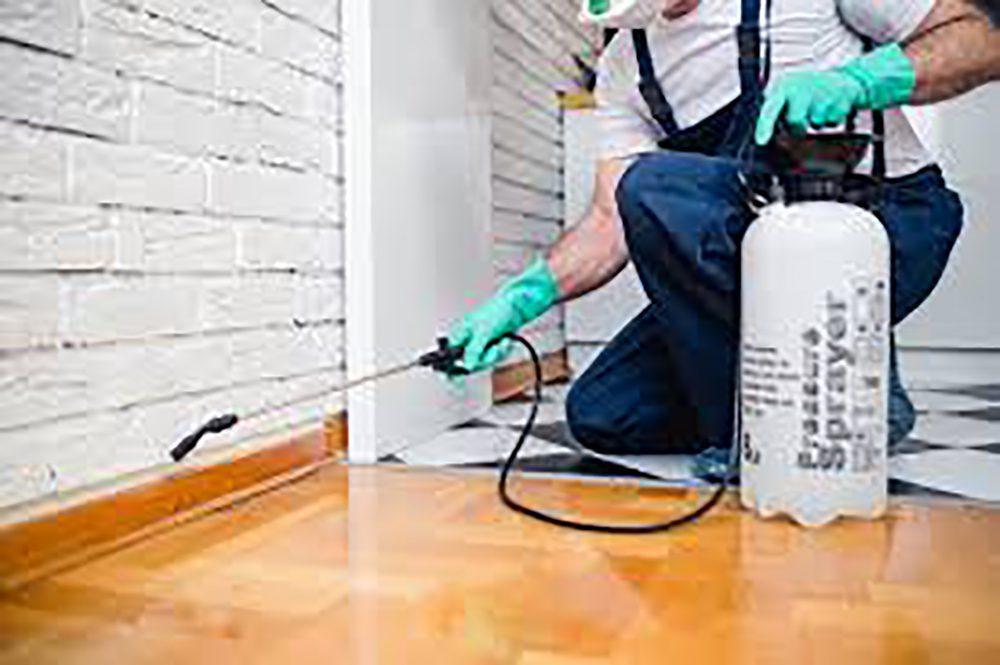 Pest Control And Cleaning Services Dubai